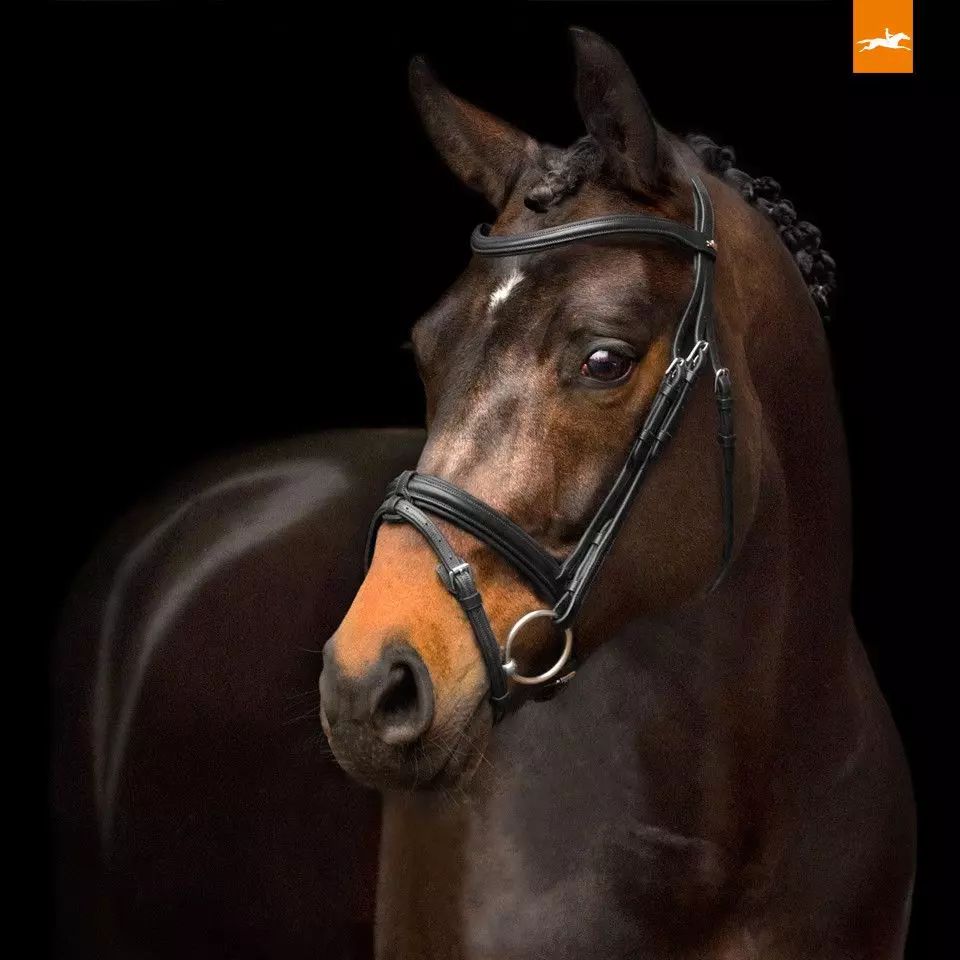 Schockemohle Anatomic Tokyo Select Removable Flash Bridle 4 Schockemohle Anatomic Tokyo Select Removable Flash Bridle - Image 4