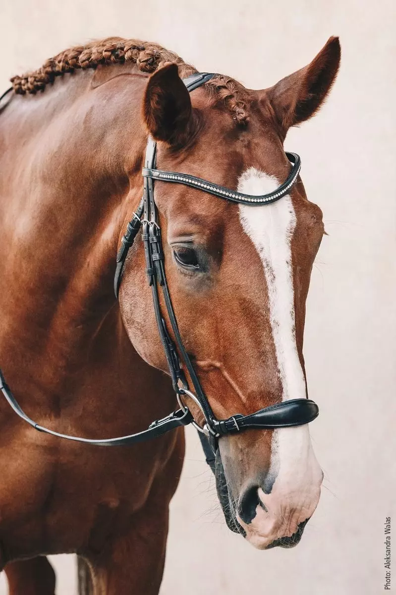 Schockemohle Anatomic Seattle Bridle 9 Schockemohle Anatomic Seattle Bridle - Image 9