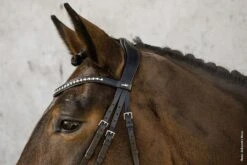 Schockemohle Anatomic Brantford Dressage Bridle