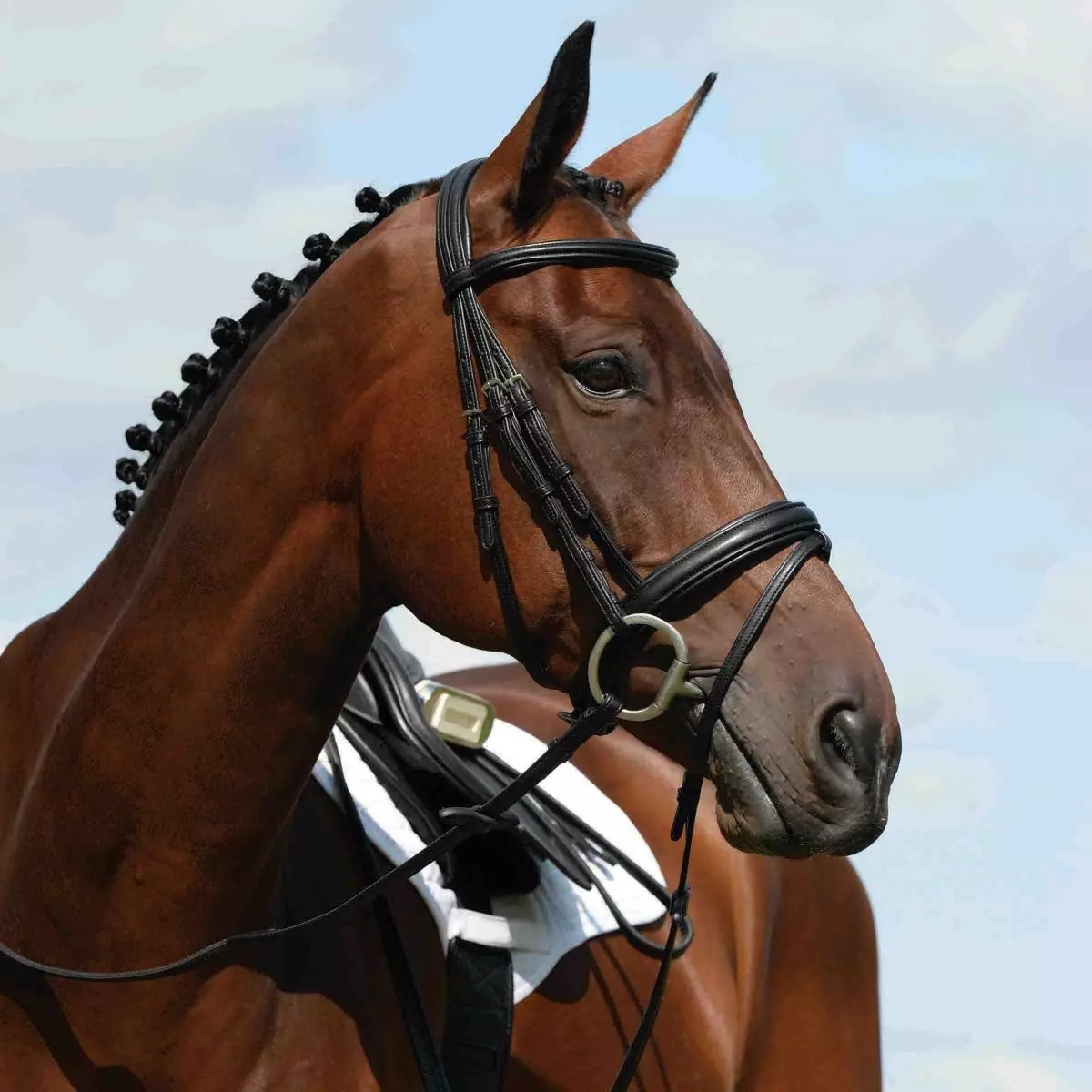 Collegiate Syntovia+ Padded Raised Flash Bridle 8 Collegiate Syntovia+ Padded Raised Flash Bridle - Image 8